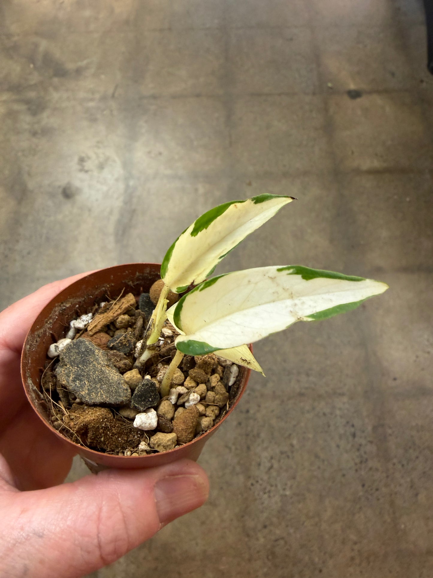 Pothos Manjula Mutant
