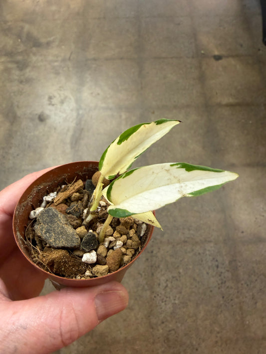 Pothos Manjula Mutant