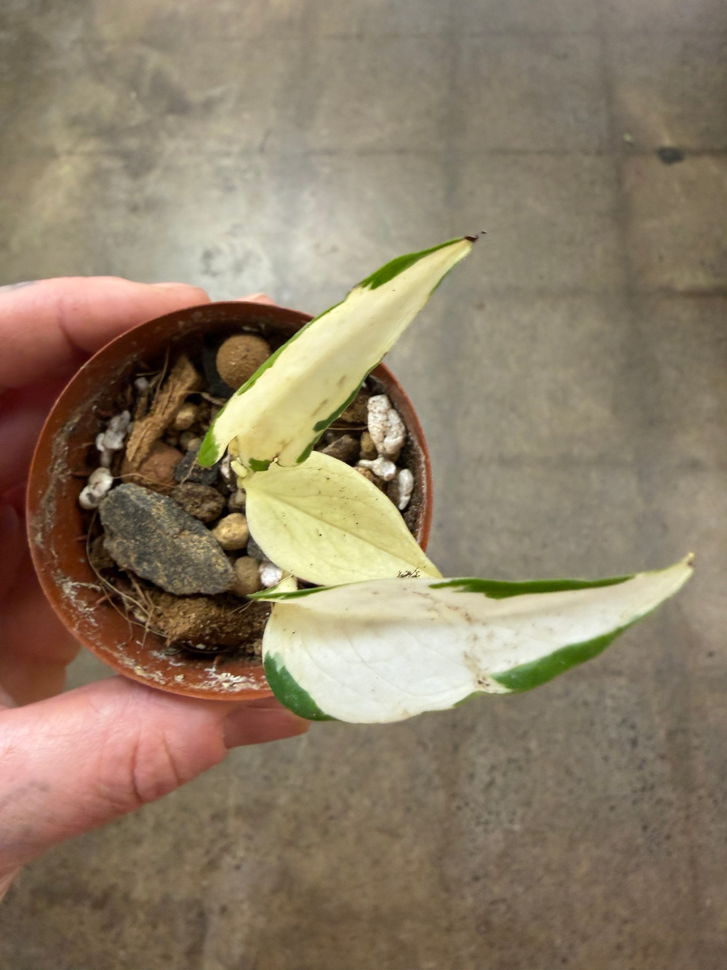 Pothos Manjula Mutant