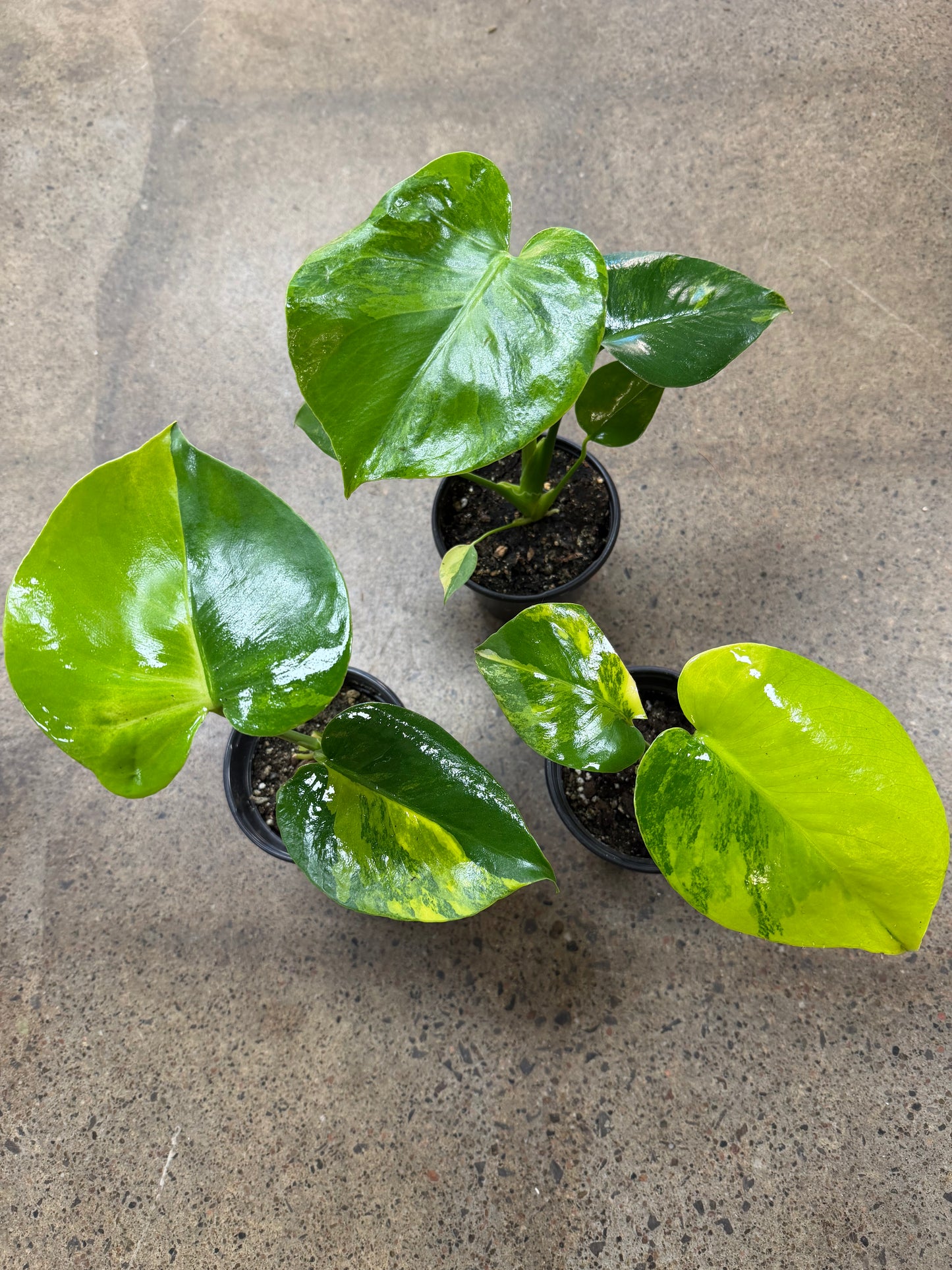 Monstera Aurea