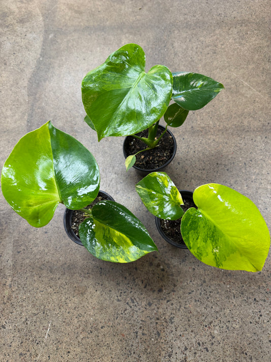 Monstera Aurea