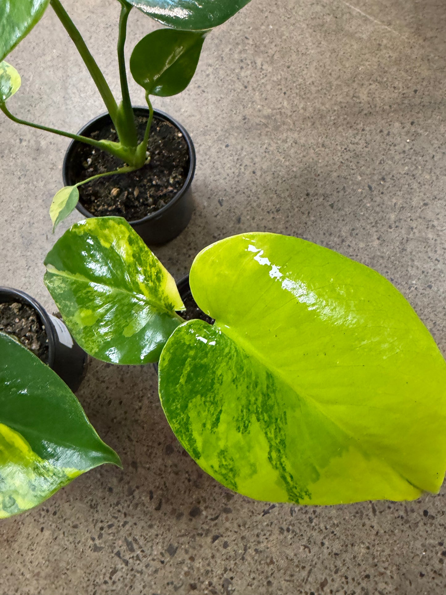 Monstera Aurea