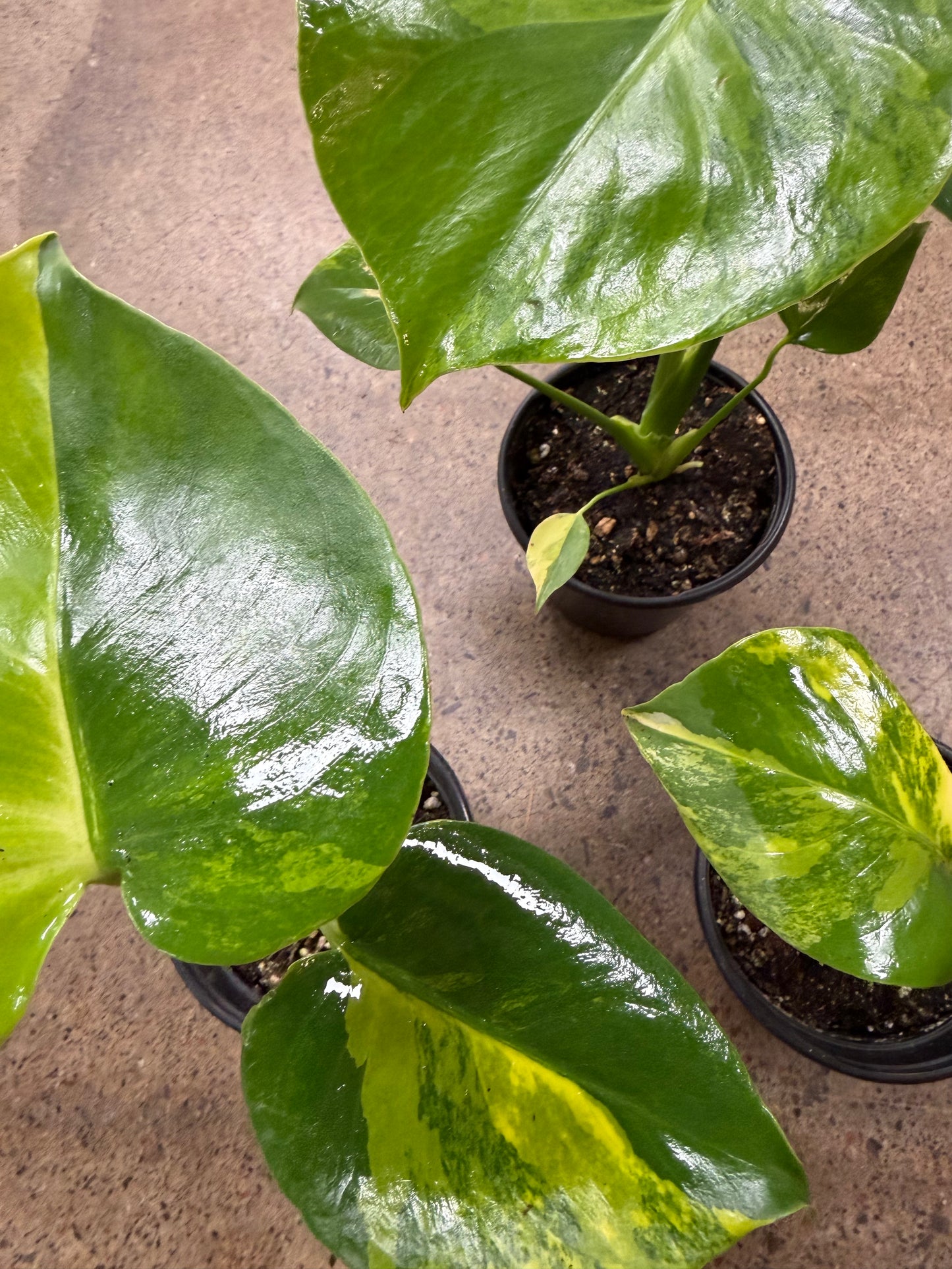Monstera Aurea