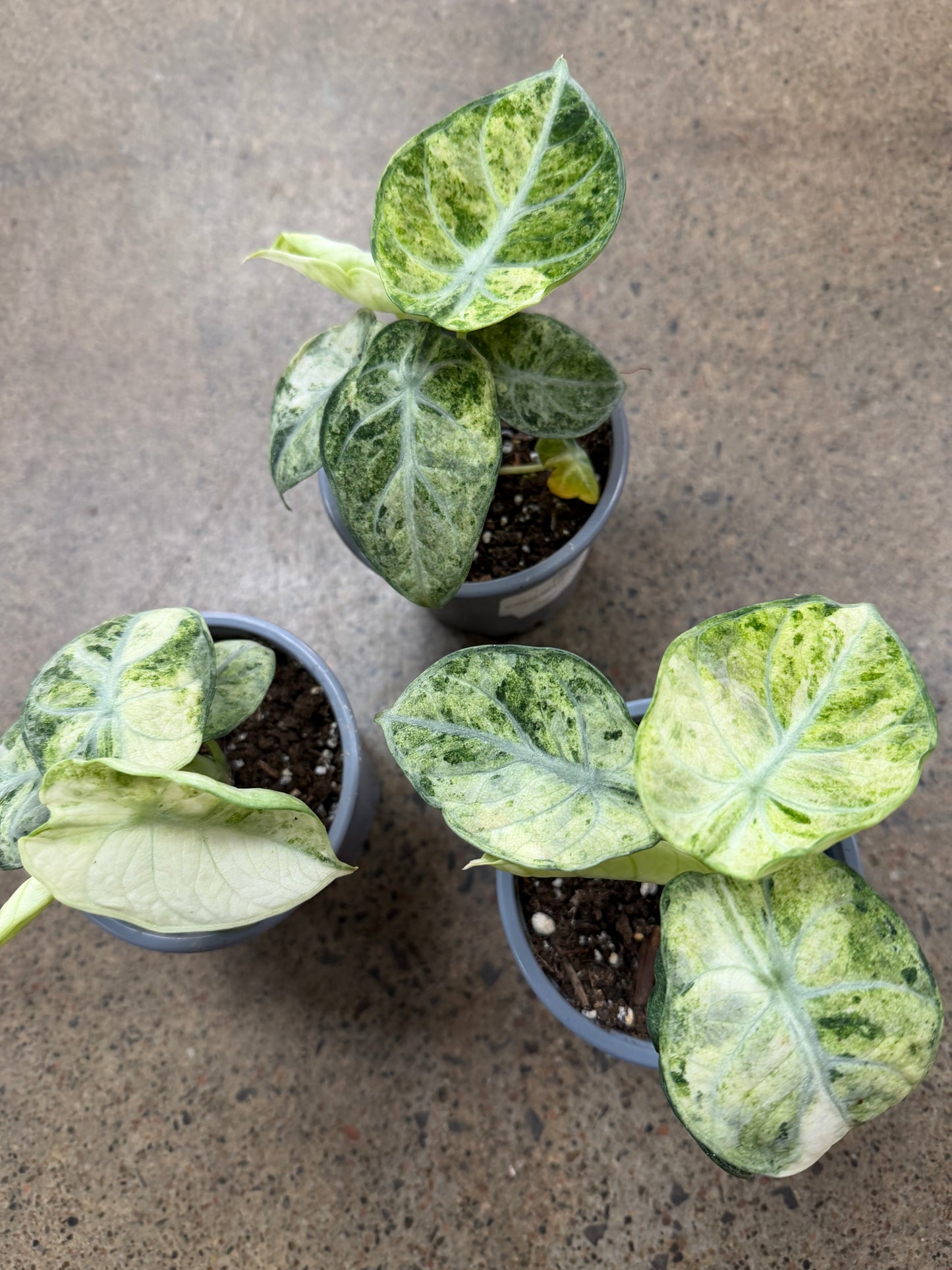 Alocasia Ninja Mint