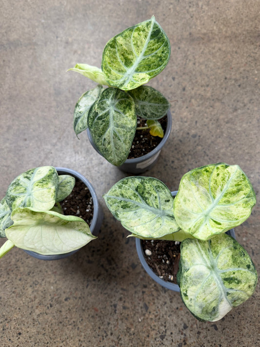 Alocasia Ninja Mint