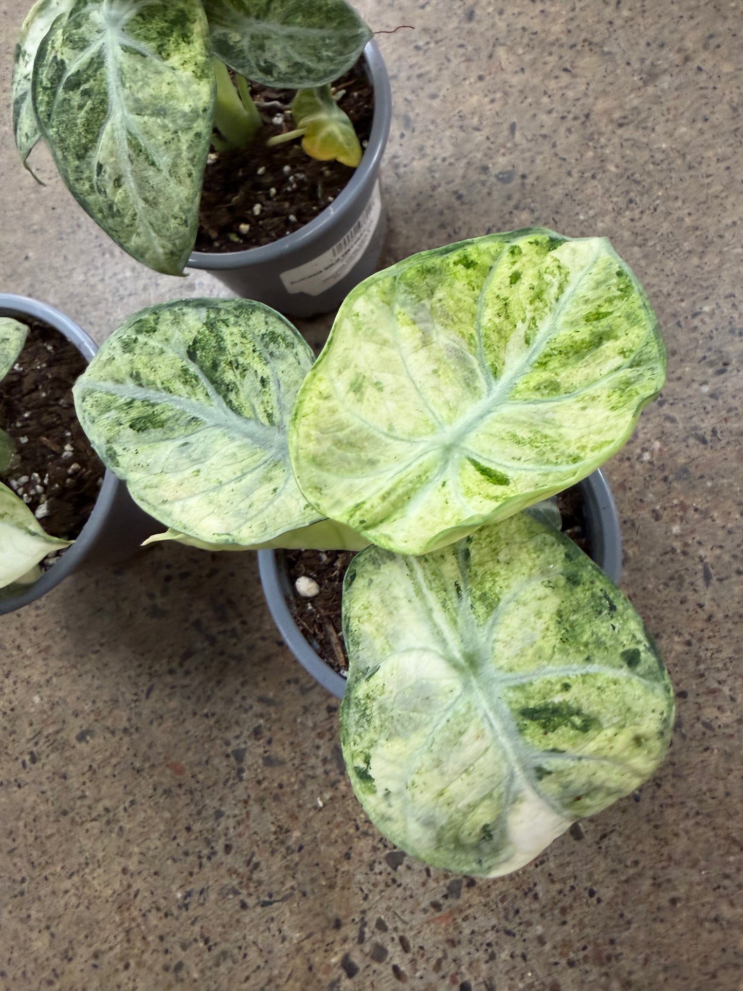 Alocasia Ninja Mint