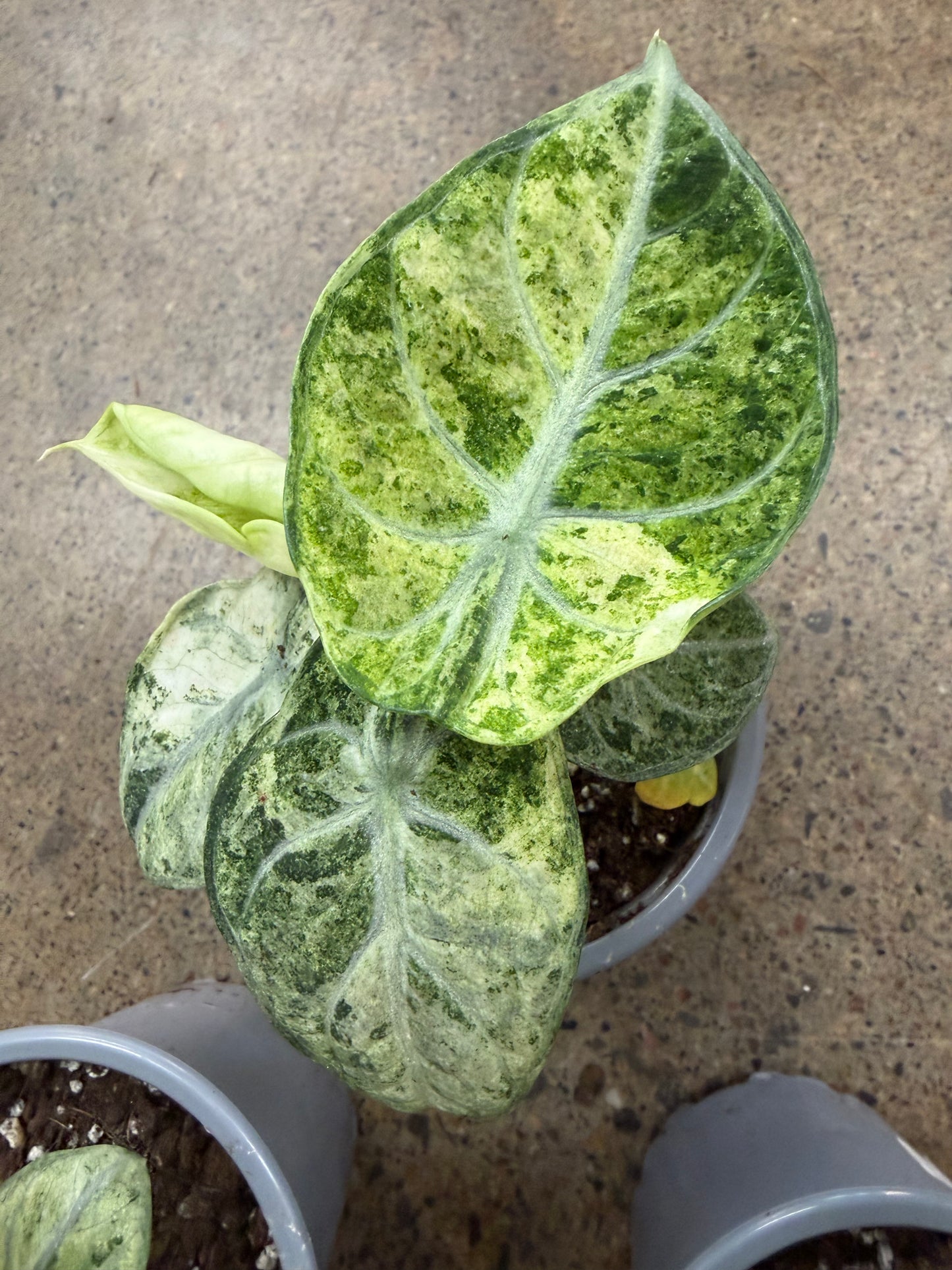 Alocasia Ninja Mint