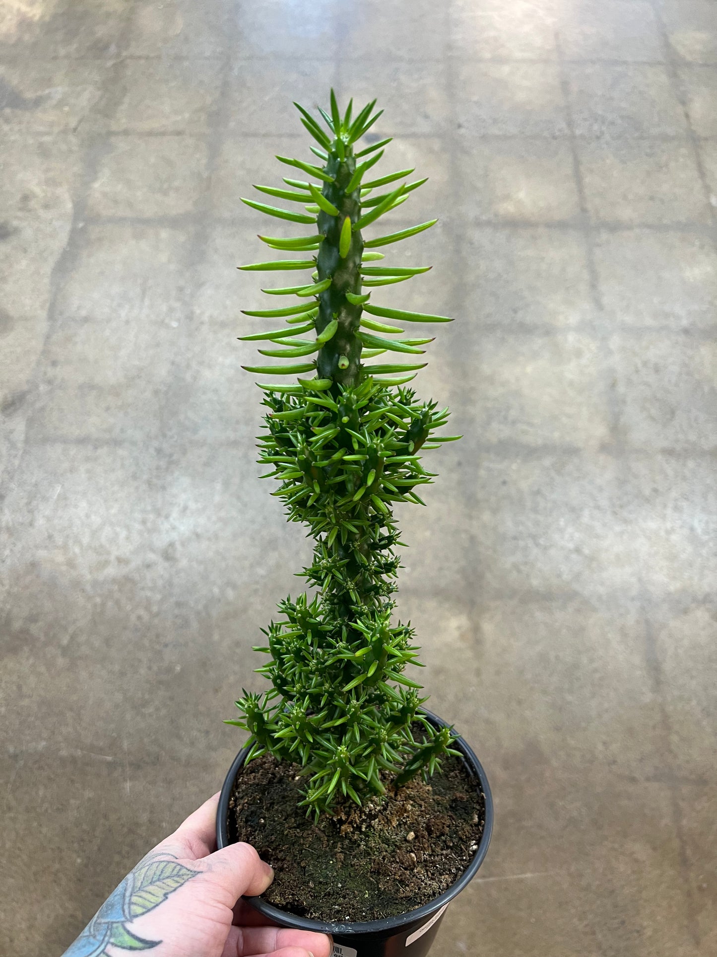Opuntia Subulata