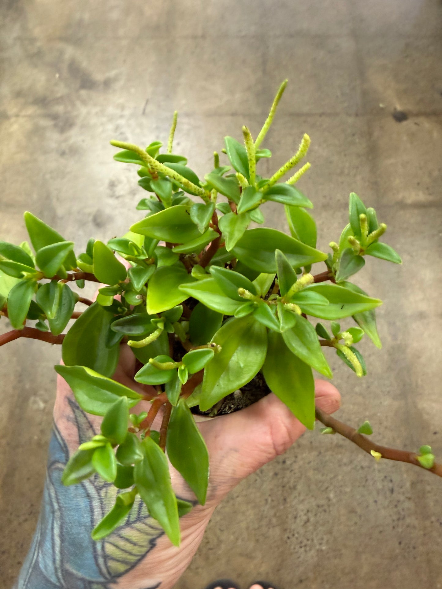 Peperomia Amigo Marcello