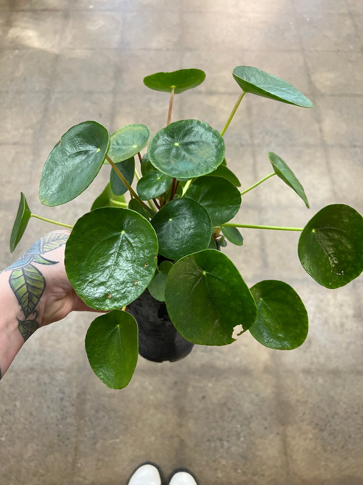 Pilea Peperomioides