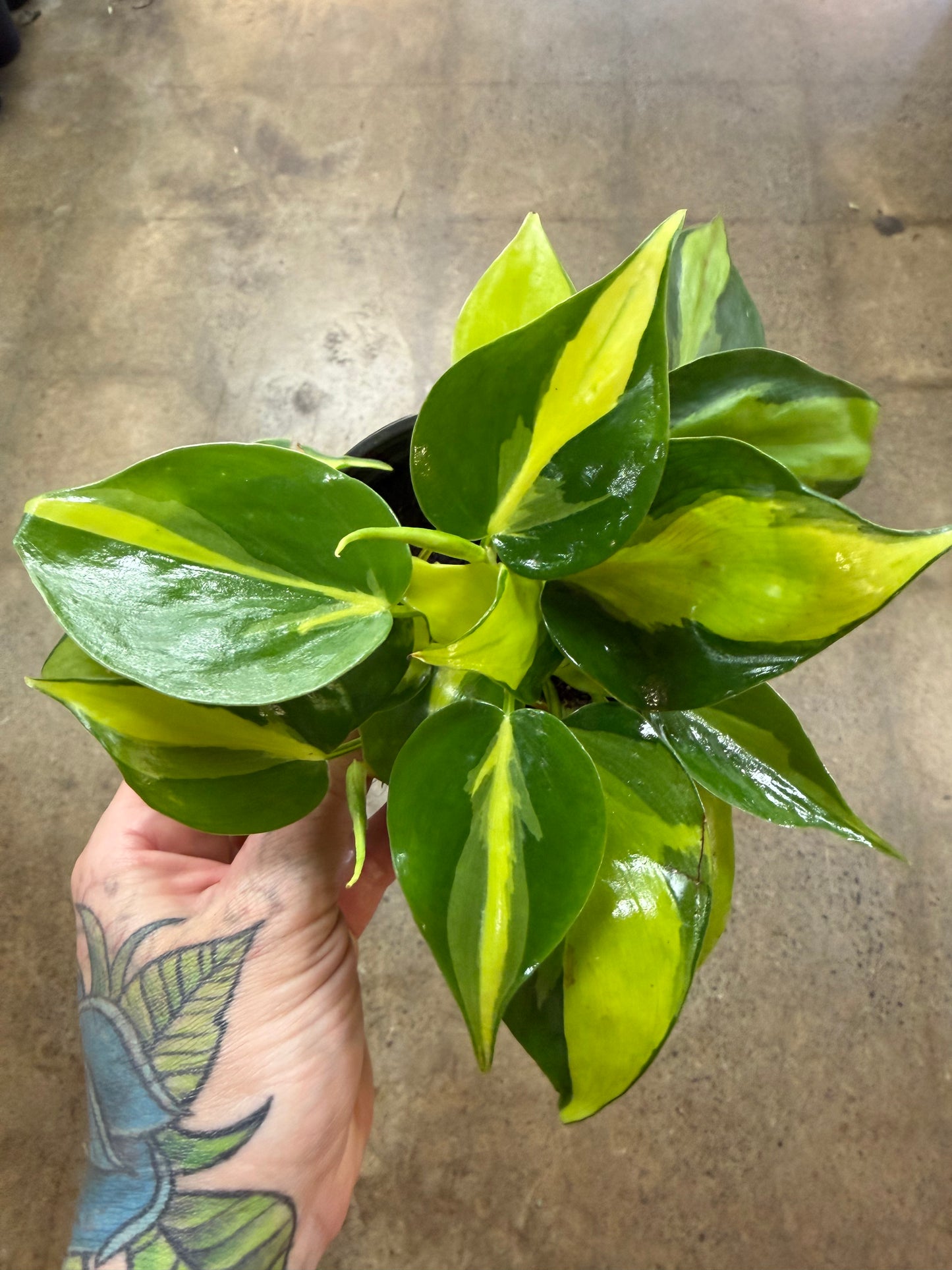 Philodendron Brazil