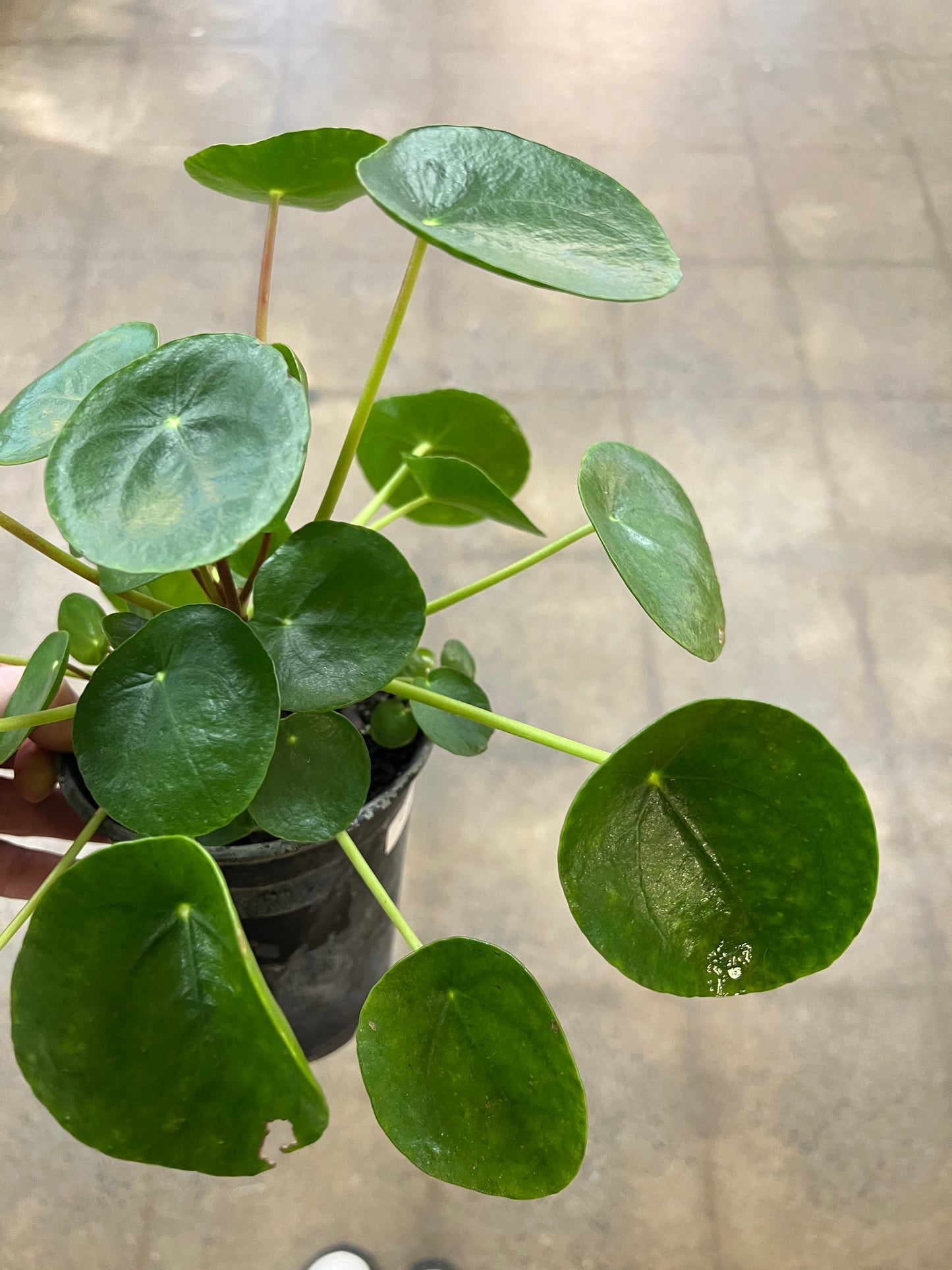 Pilea Peperomioides