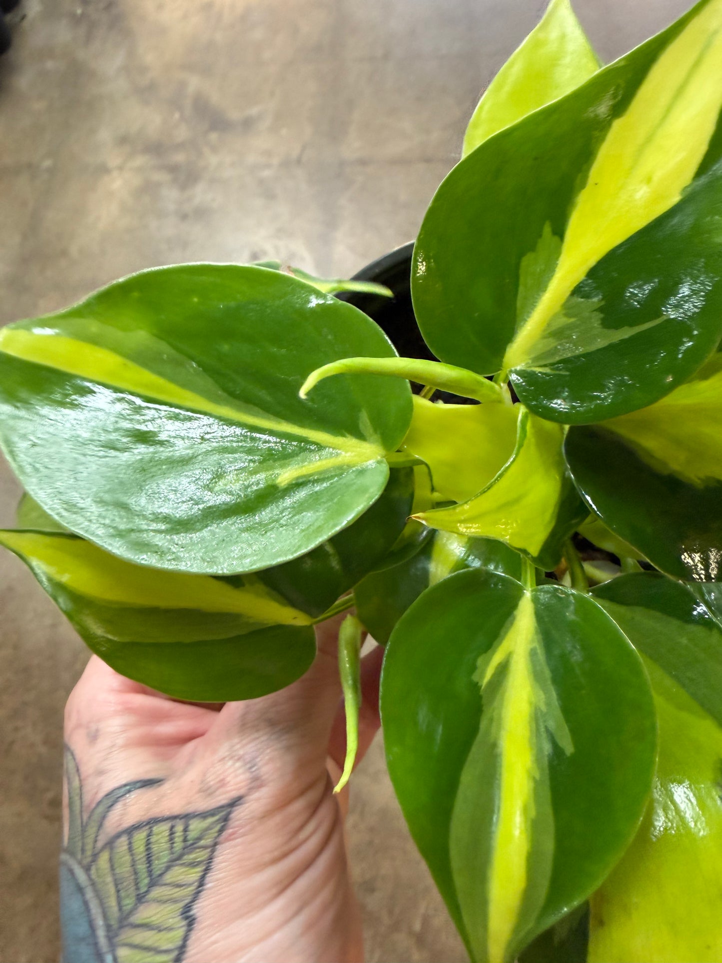 Philodendron Brazil