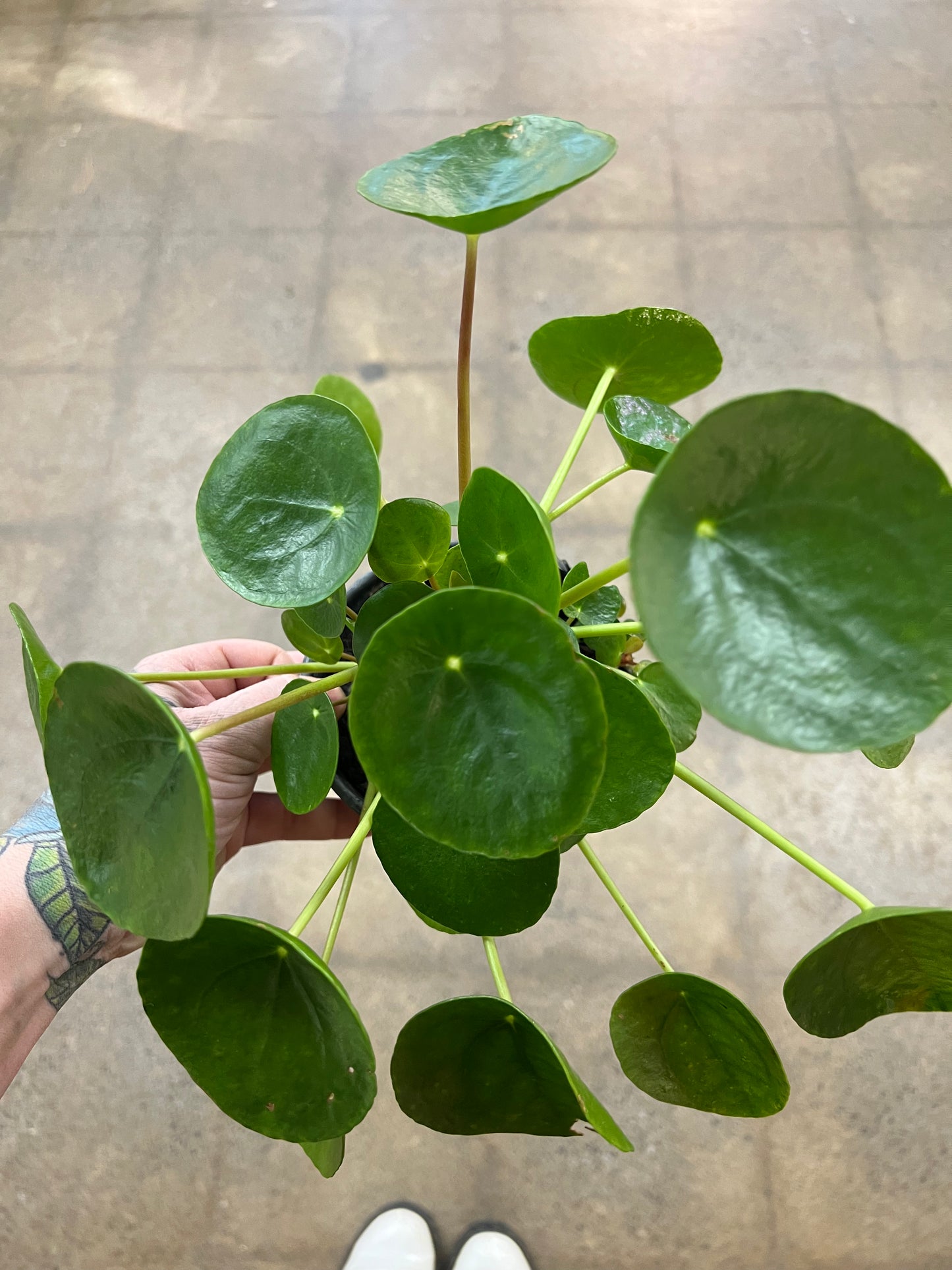 Pilea Peperomioides