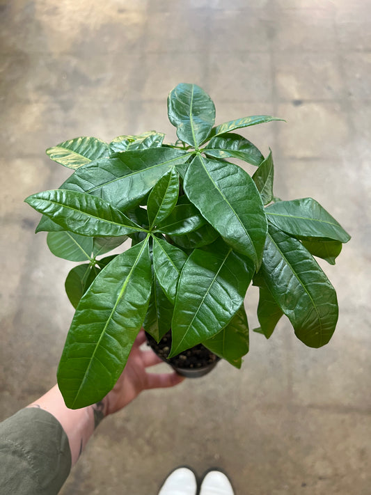 Pachira Aquatica Money tree Stump