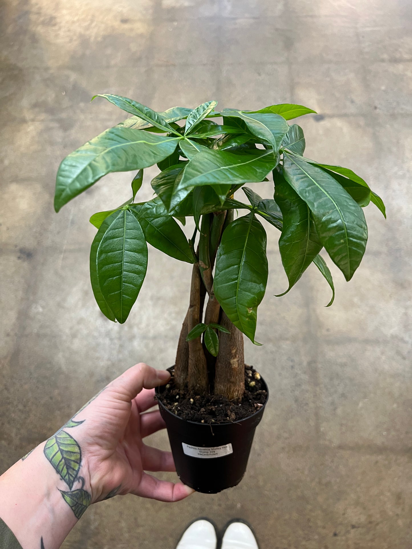 Pachira Aquatica Money tree Stump