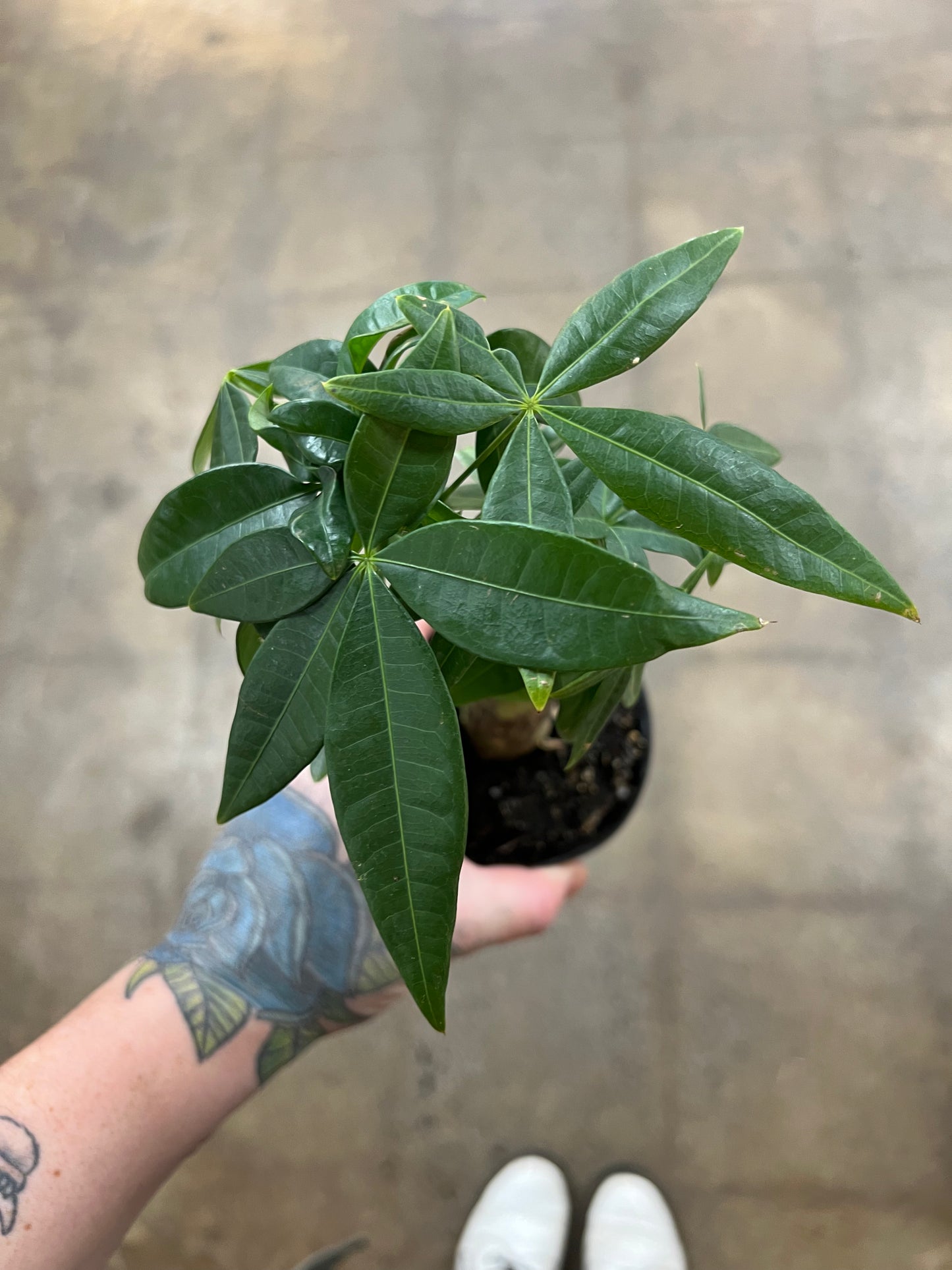 Pachira Aquatica Money tree Stump