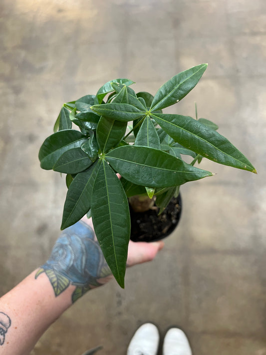 Pachira Aquatica Money tree Stump