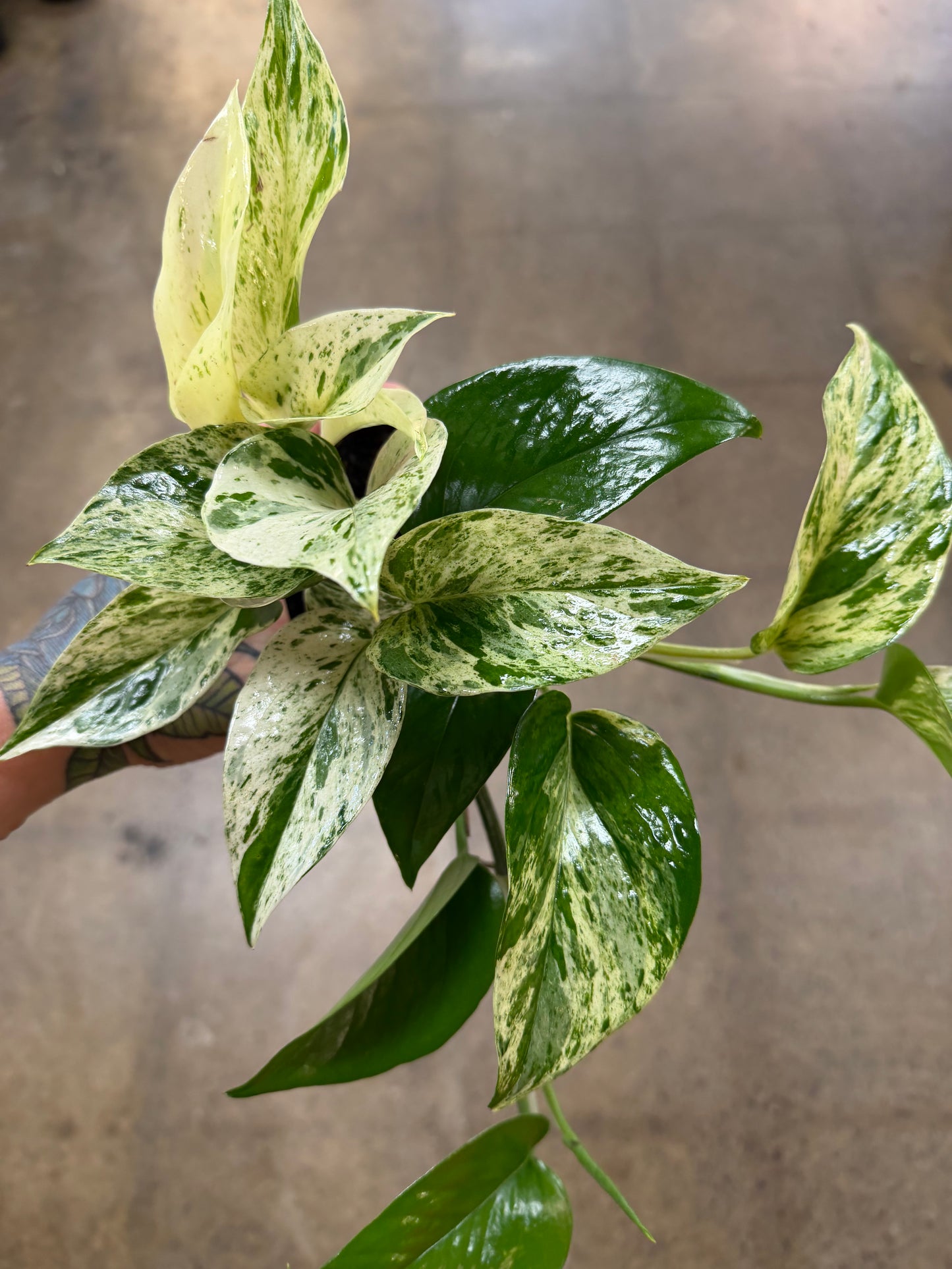Pothos Marble Queen