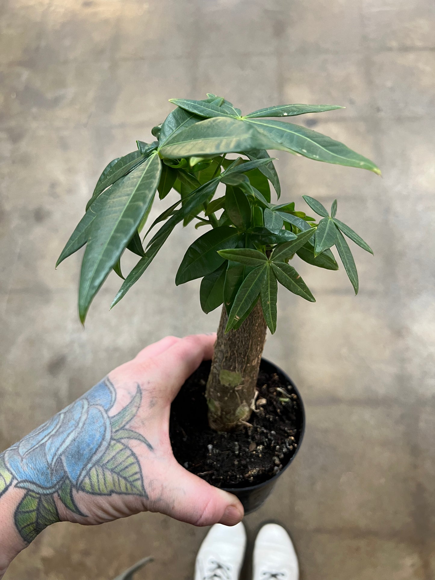 Pachira Aquatica Money tree Stump