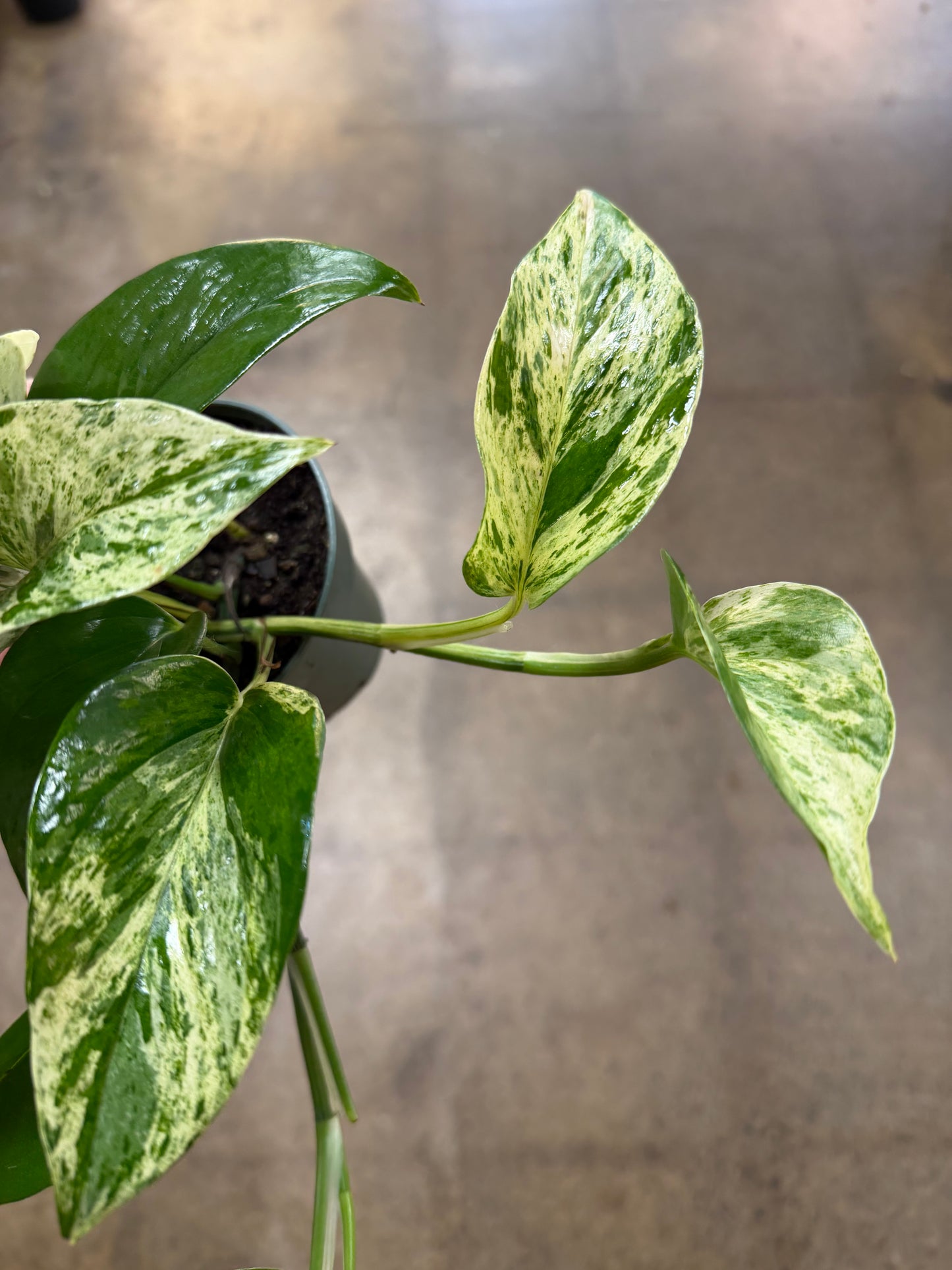 Pothos Marble Queen