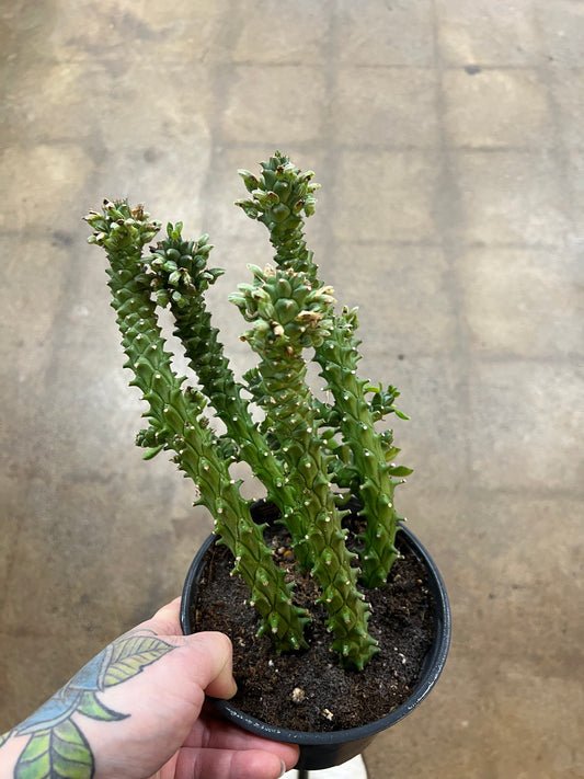 Euphorbia Guentheri