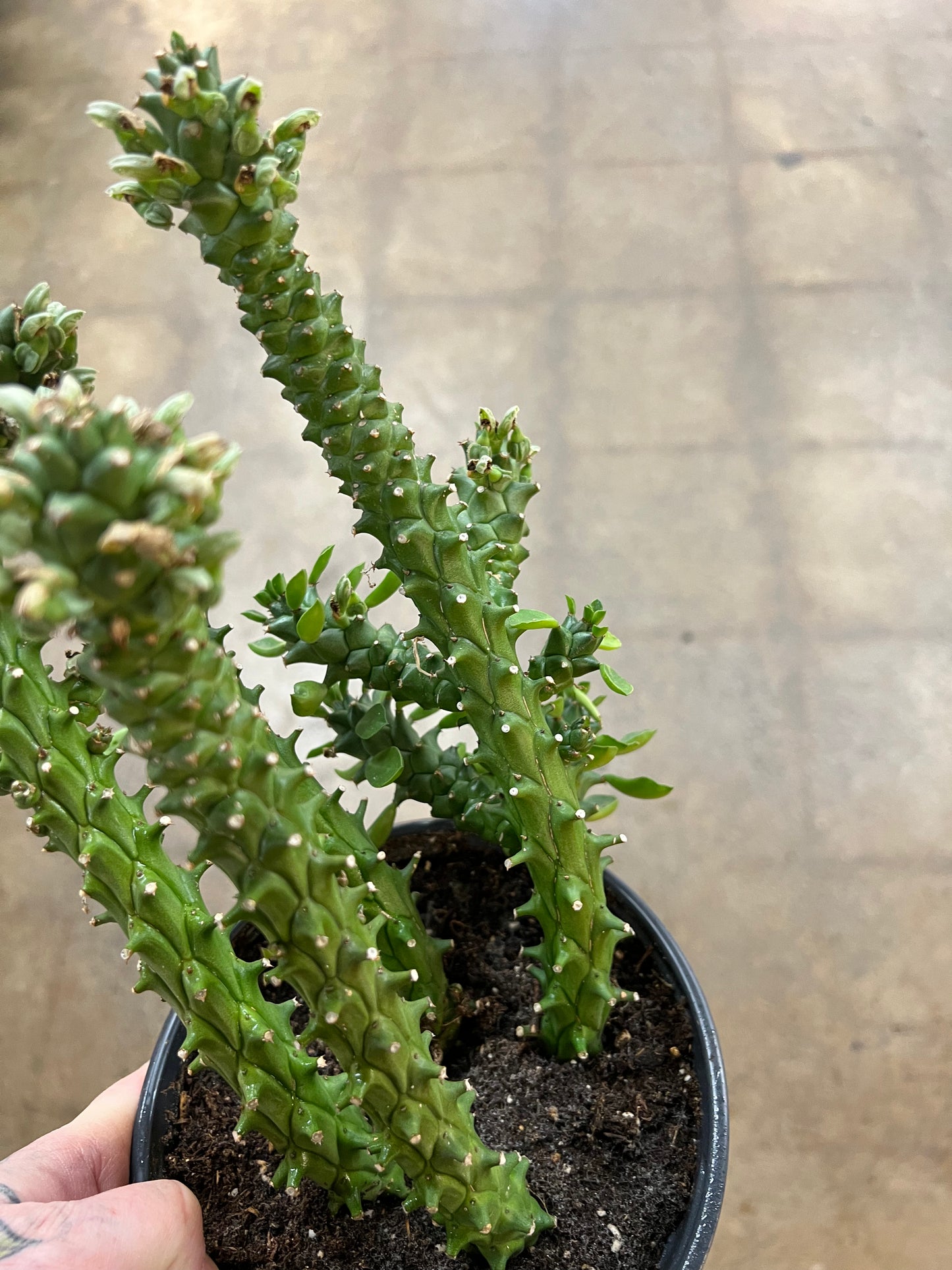 Euphorbia Guentheri