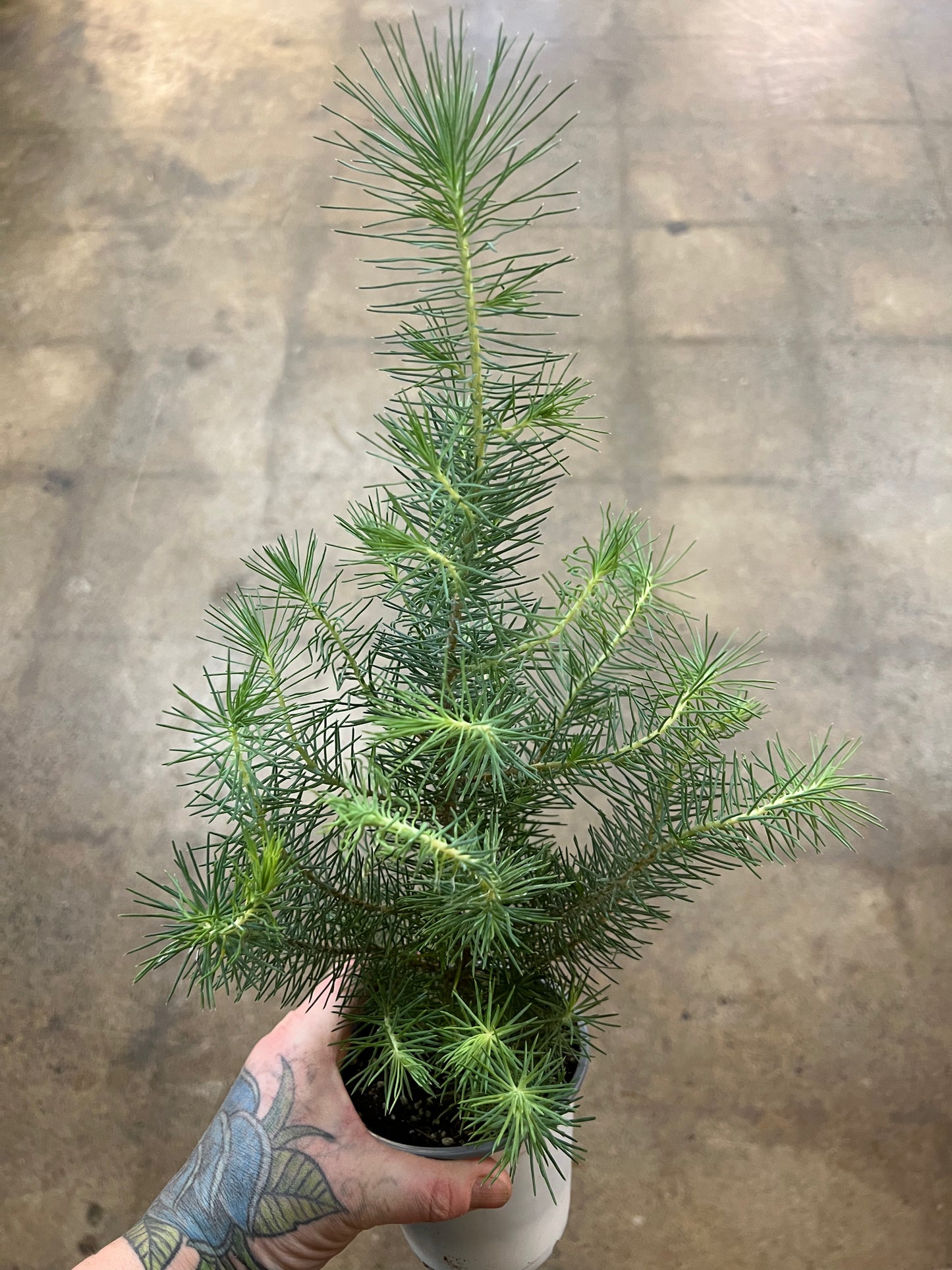 Italian Stone Pine
