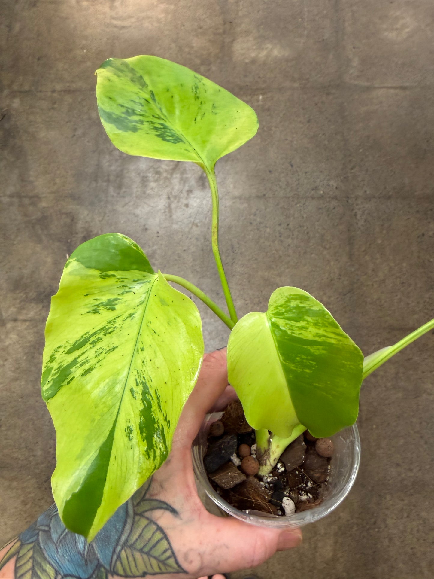 Monstera Light Lime #1