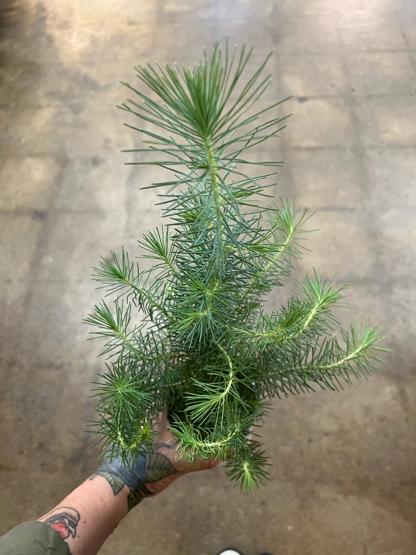 Italian Stone Pine