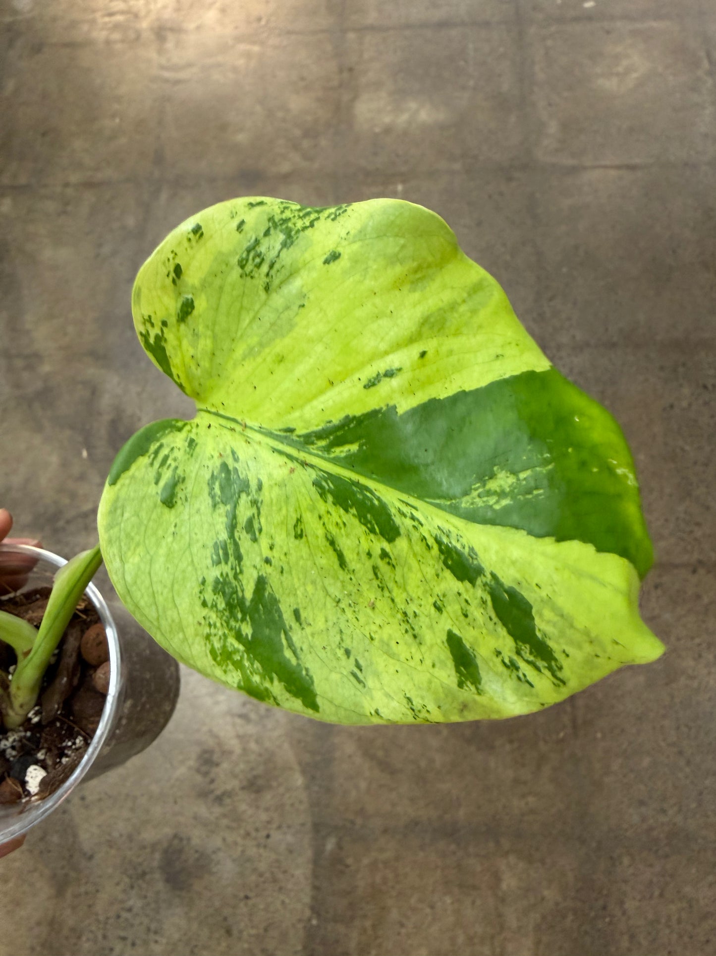 Monstera Light Lime #1
