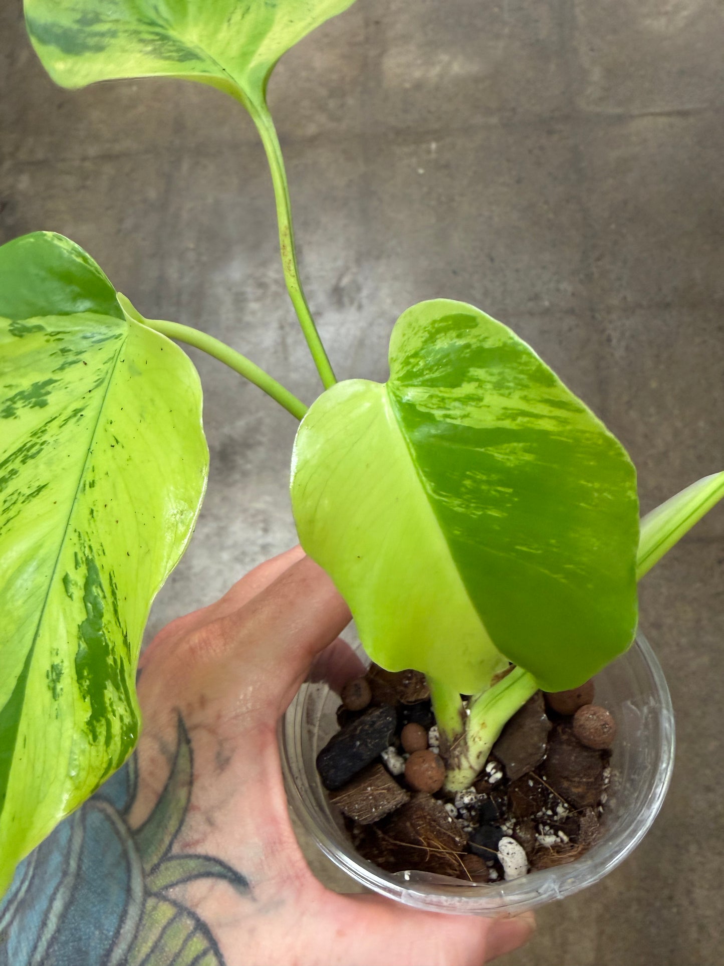 Monstera Light Lime #1