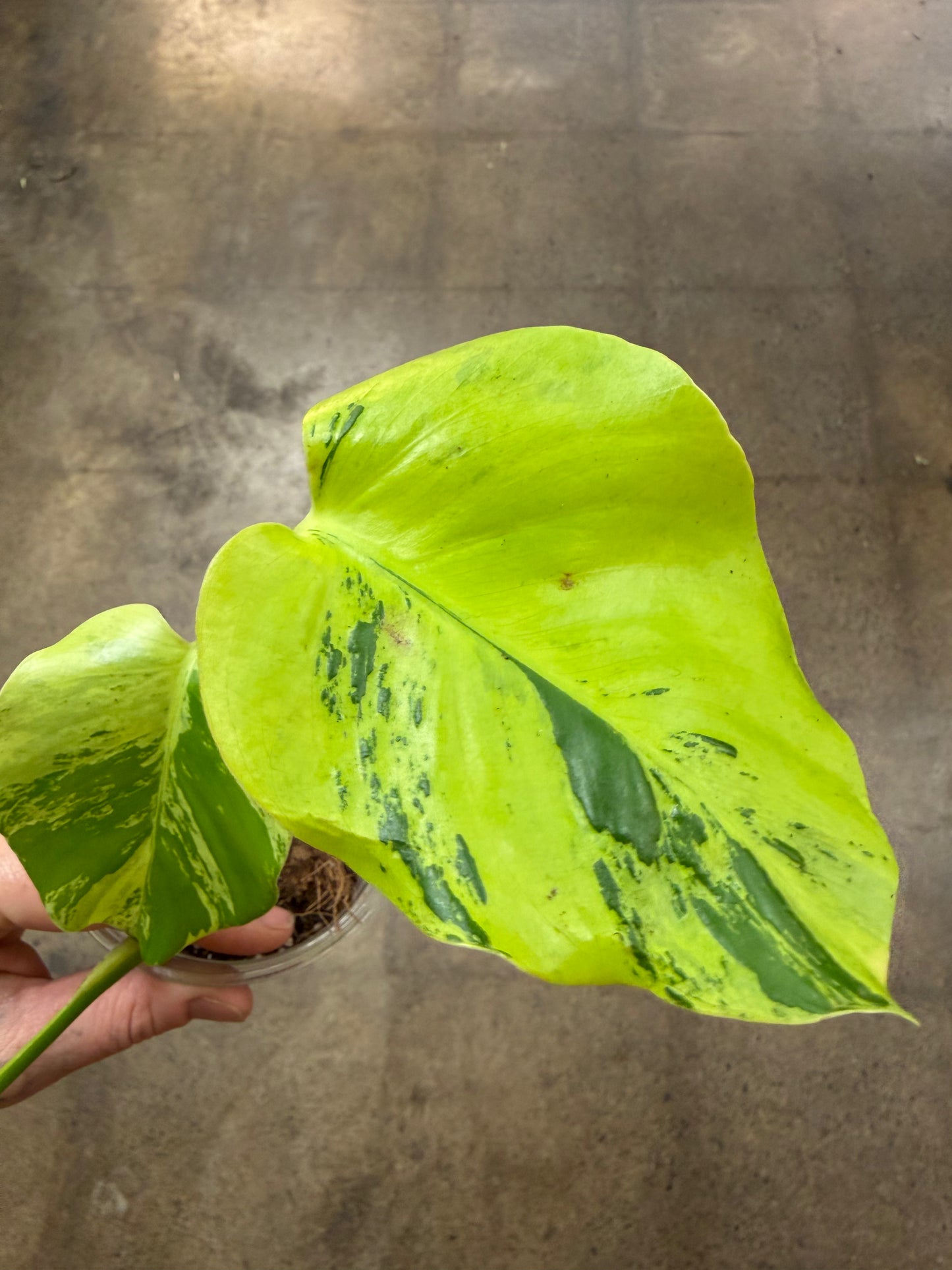 Monstera Light Lime #2
