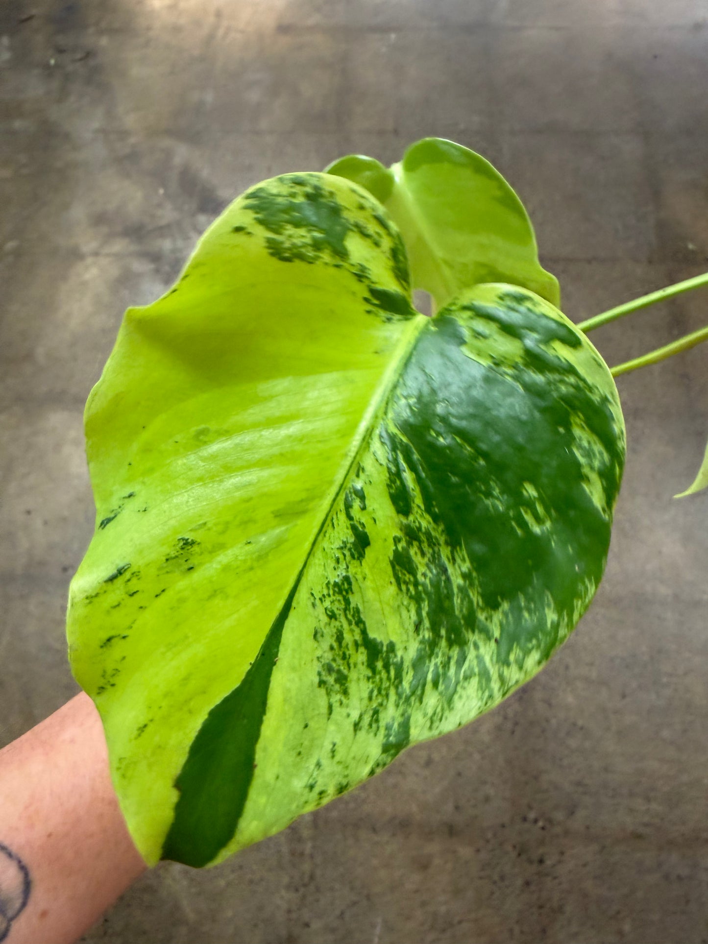 Monstera Light Lime #3