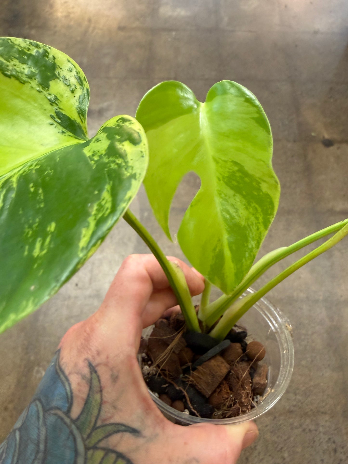 Monstera Light Lime #3