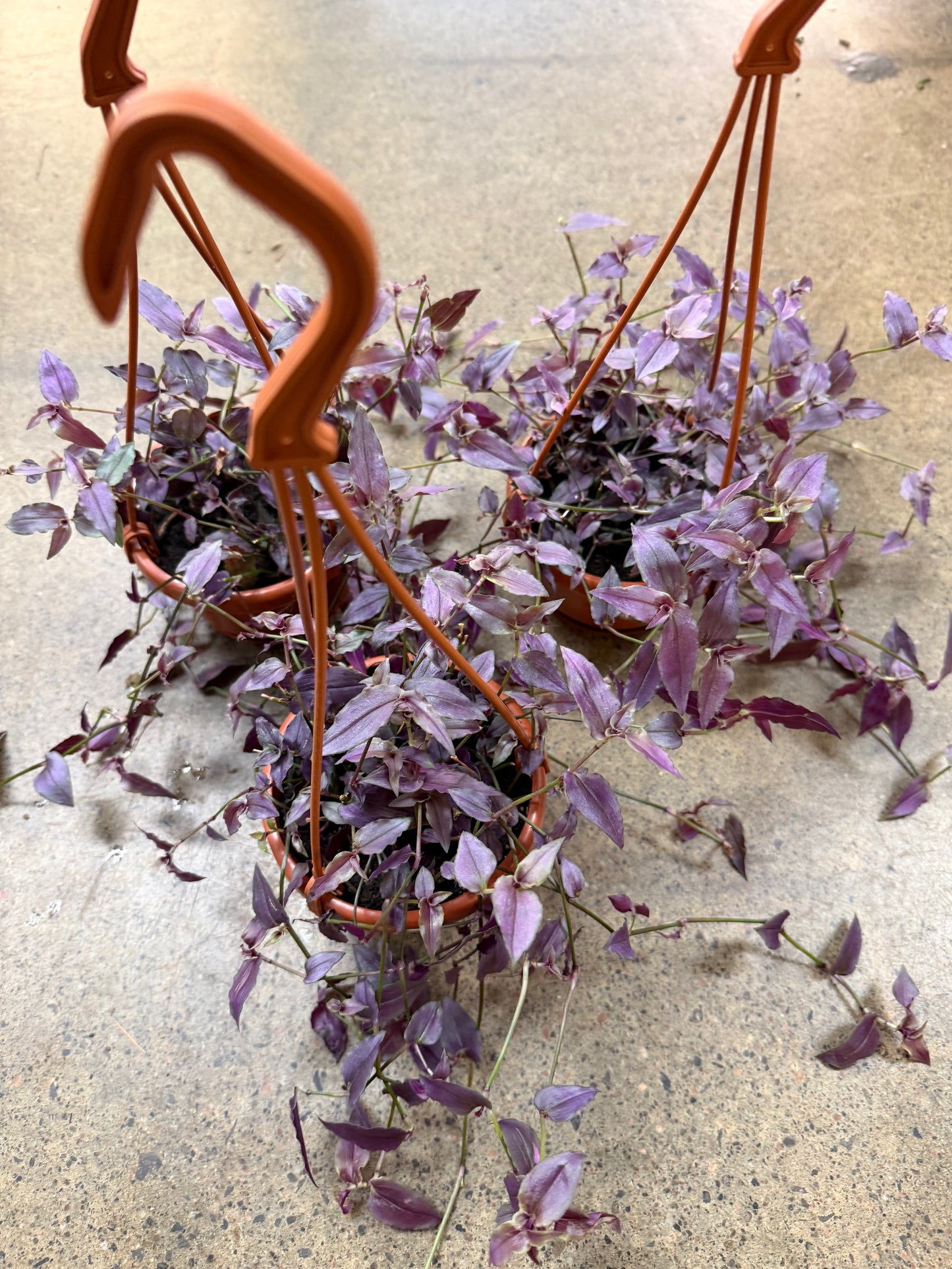 Purple Bridal Veil