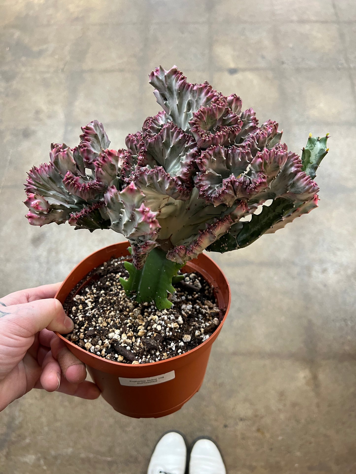 Euphorbia Sirène