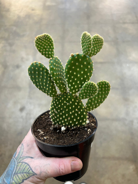 Opuntia Microdasys Pallida
