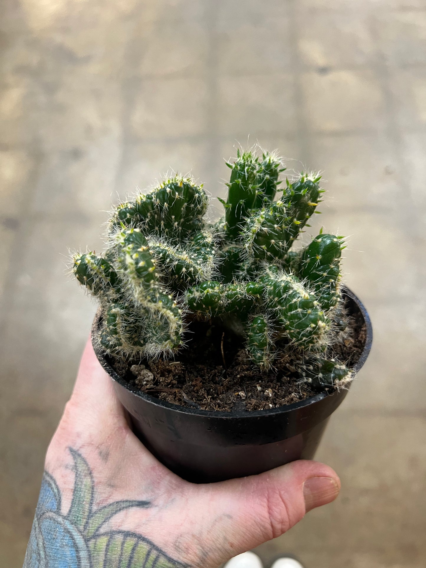 Opuntia Cilindrica Crestata