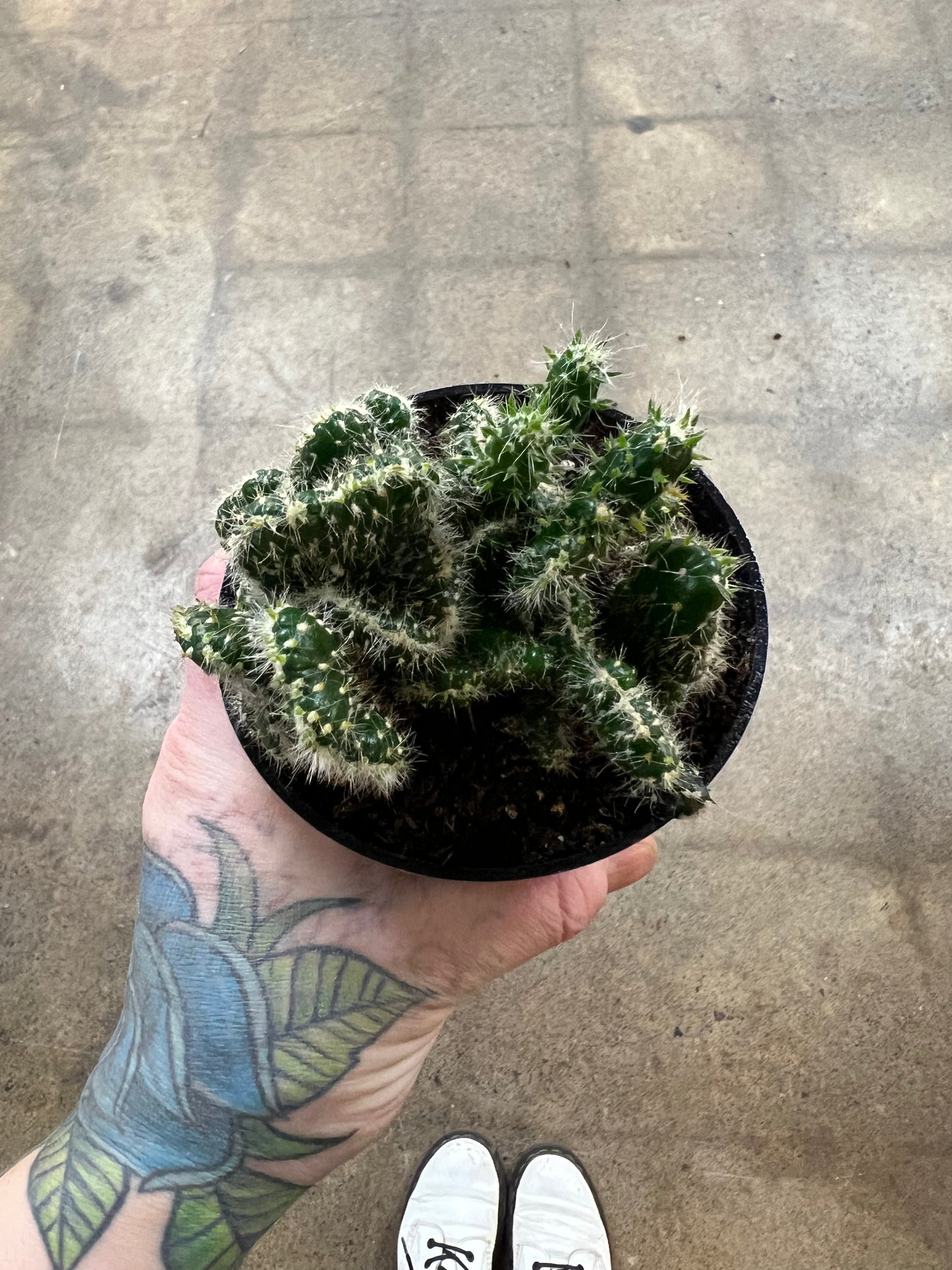 Opuntia Cilindrica Crestata