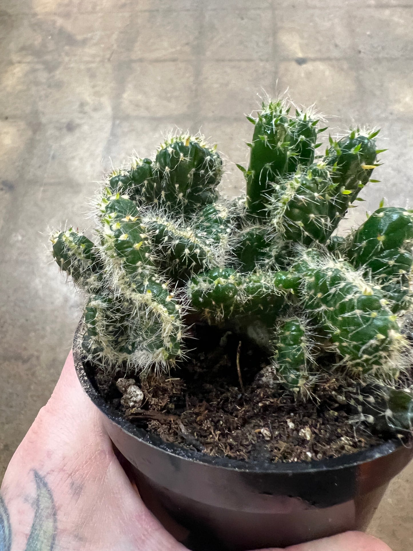 Opuntia Cilindrica Crestata