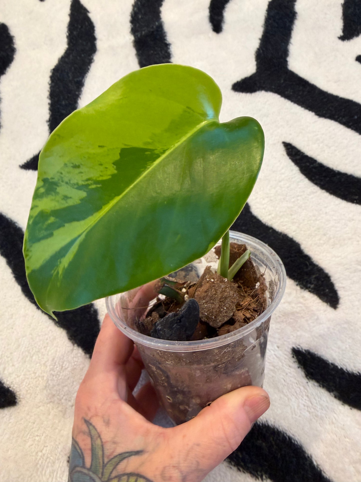 Monstera Light Lime