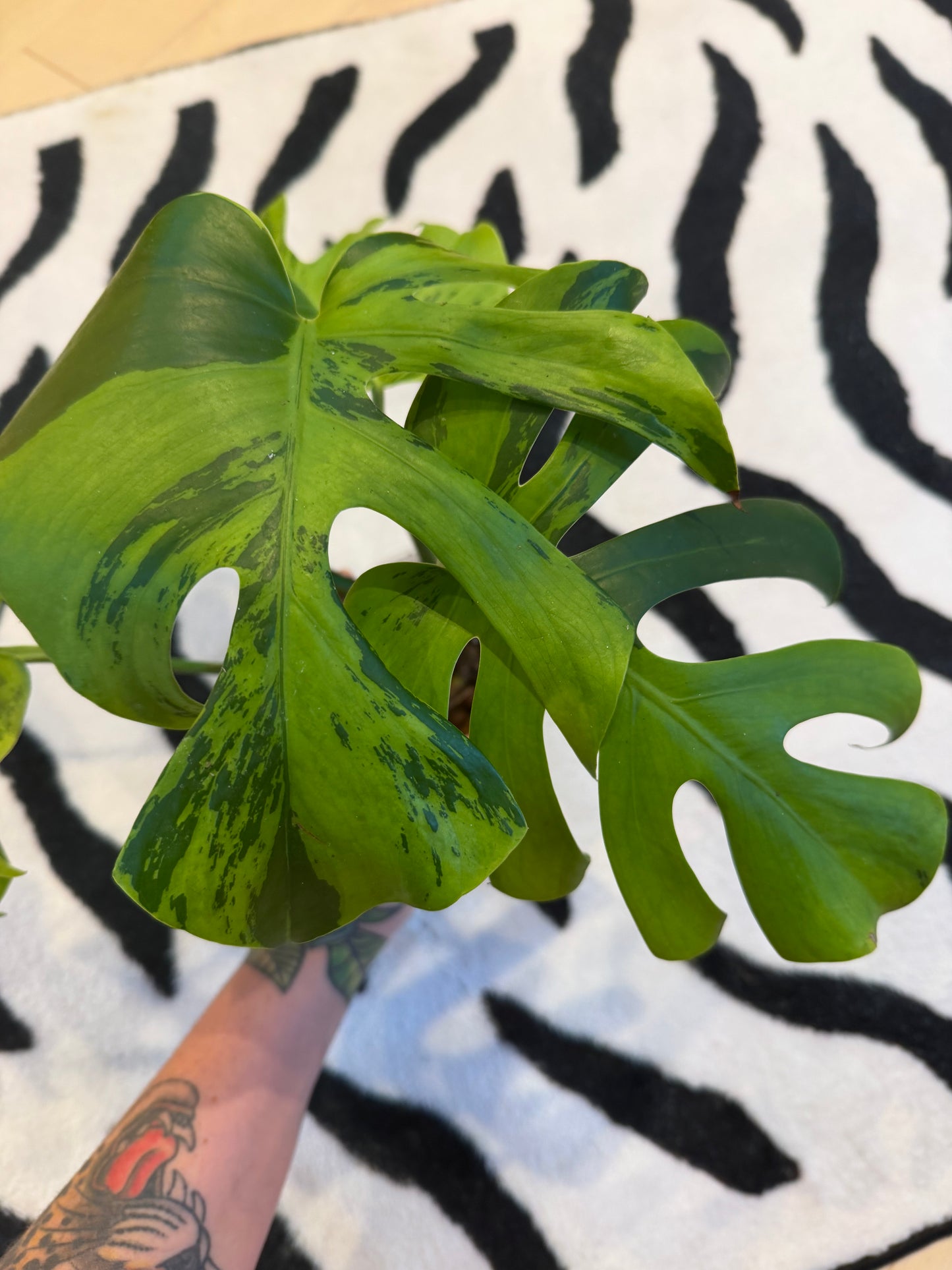 Monstera Light Lime