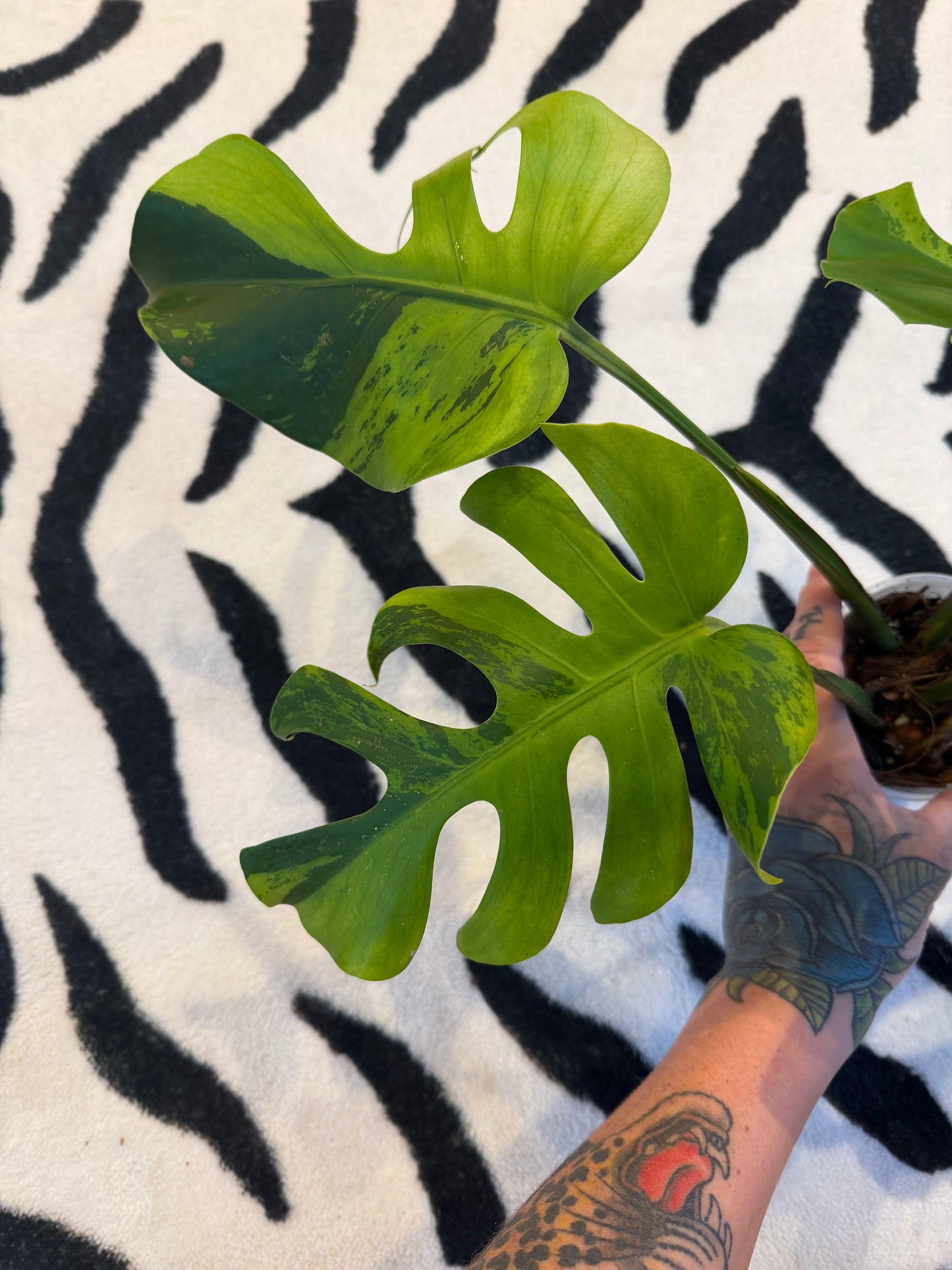 Monstera Light Lime