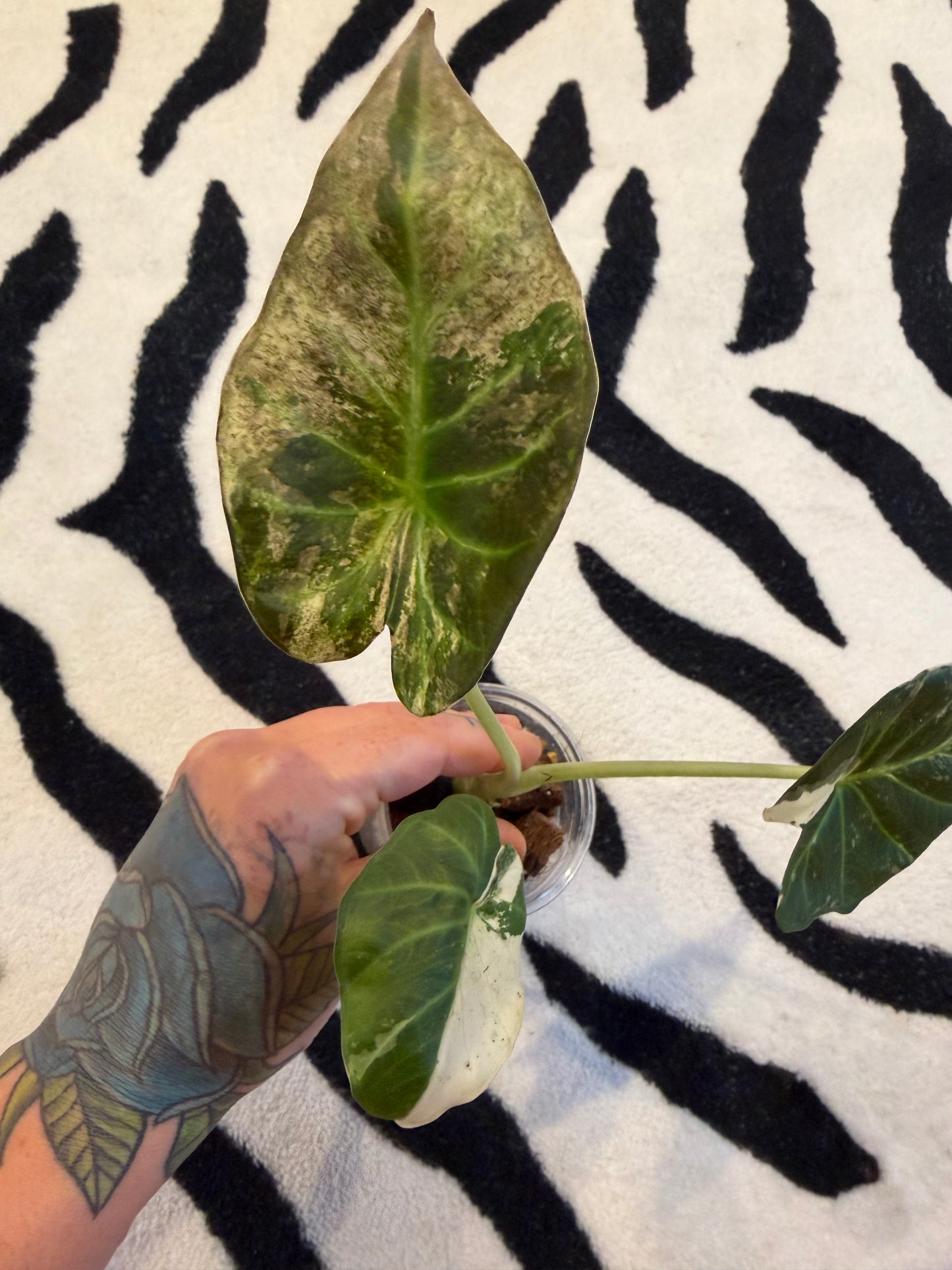 Alocasia Regal Shield Albo #1