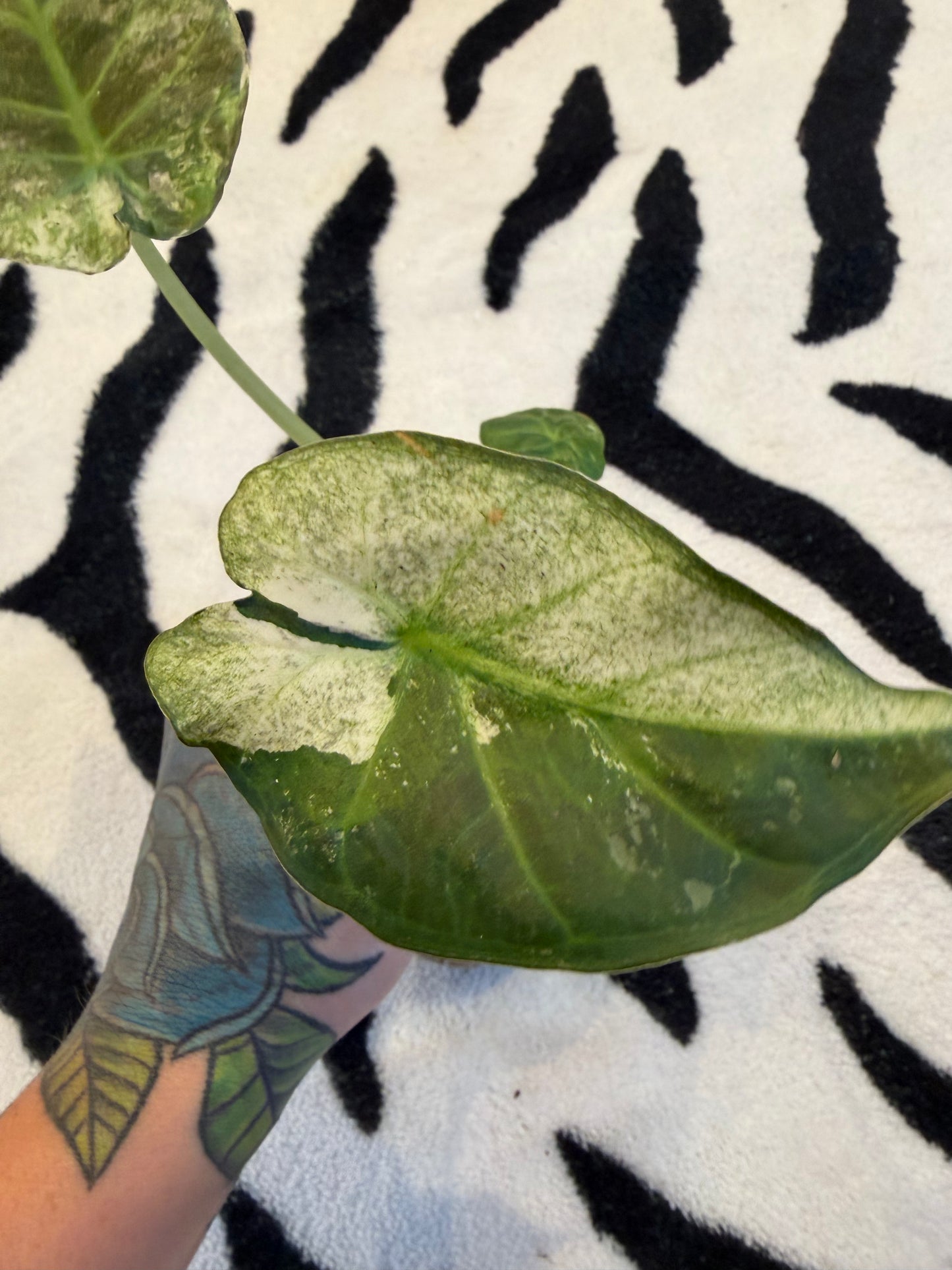 Alocasia Regal Shield Albo #2