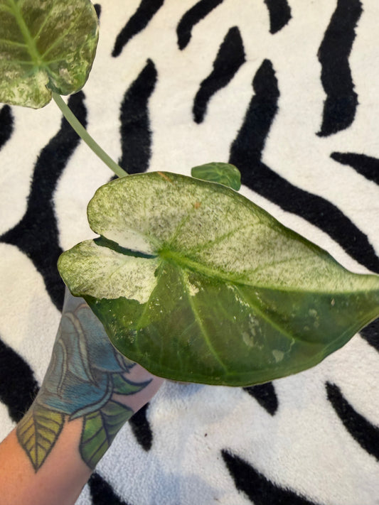 Alocasia Regal Shield Albo #2