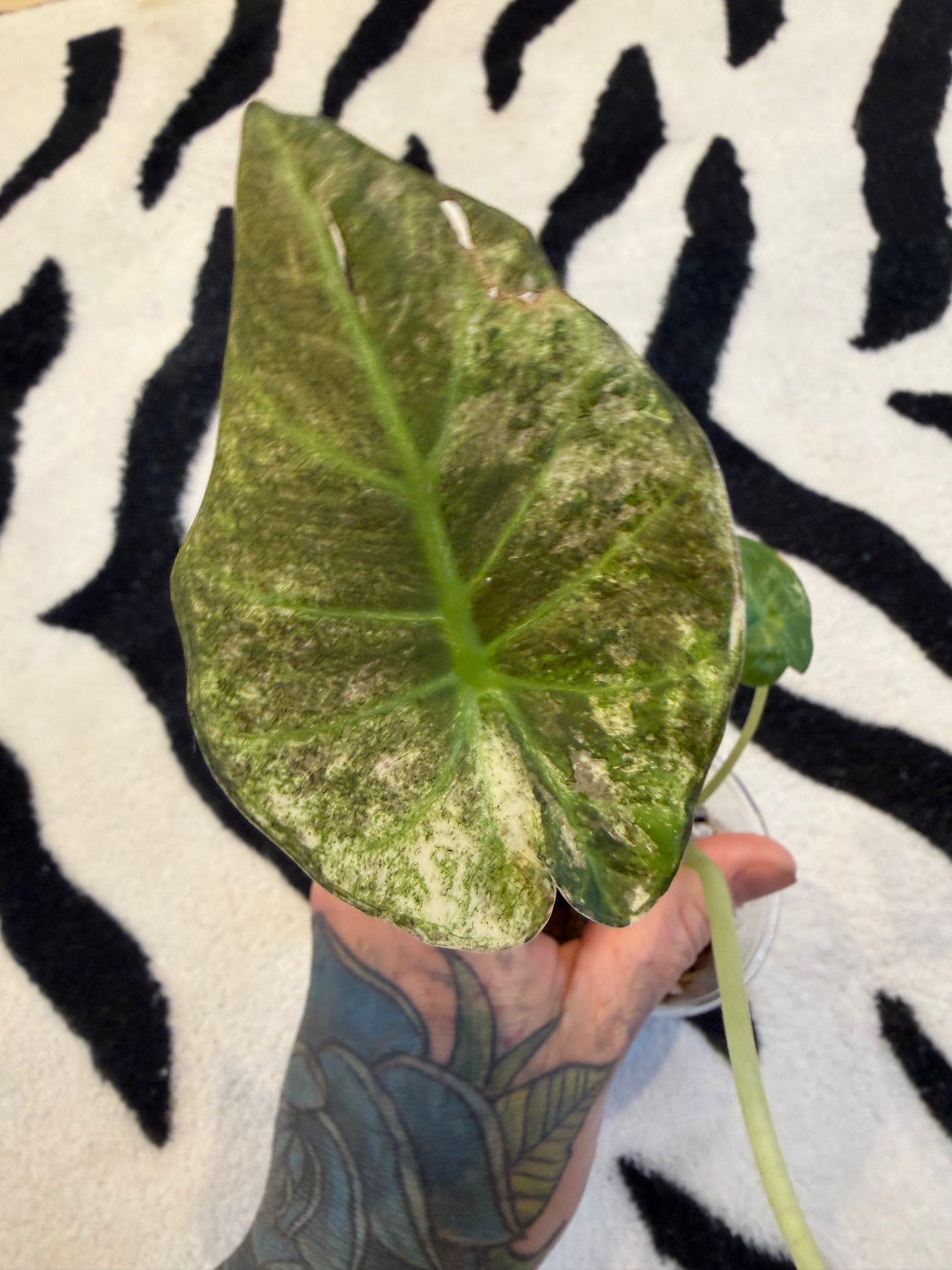 Alocasia Regal Shield Albo #2