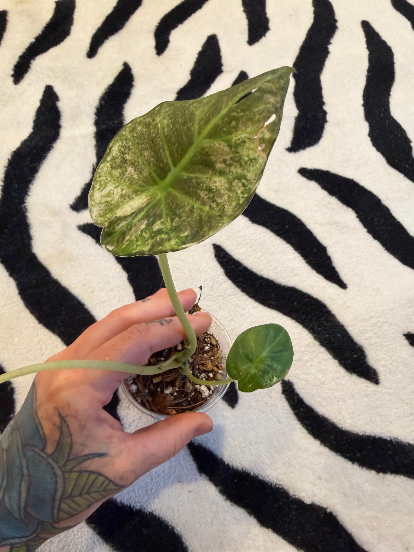 Alocasia Regal Shield Albo #2