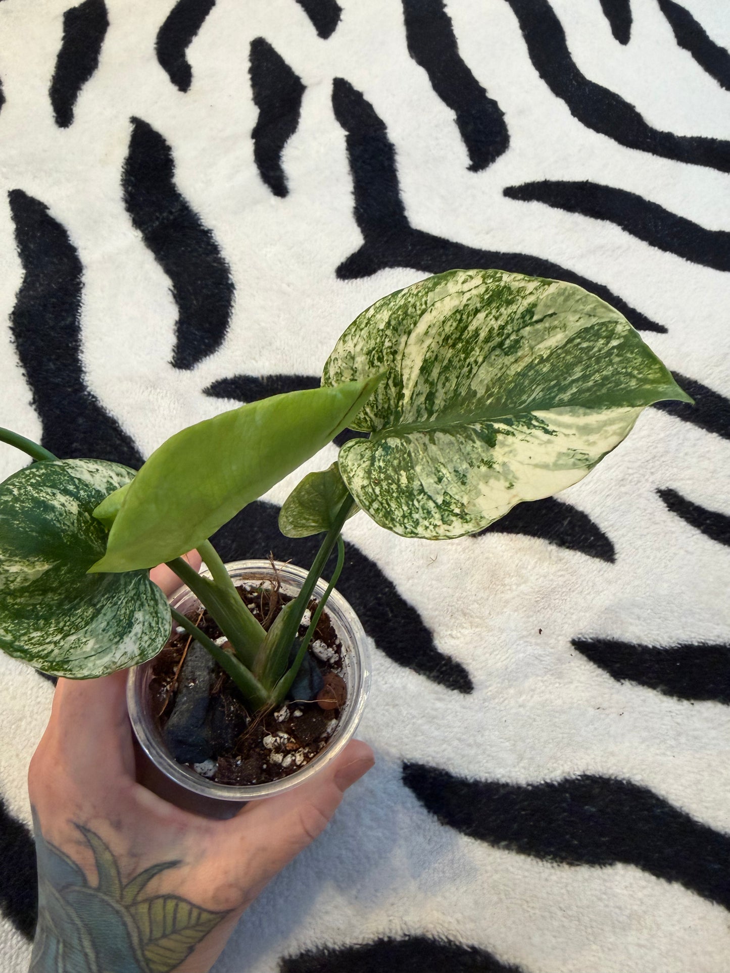 Monstera Devil Monster #1